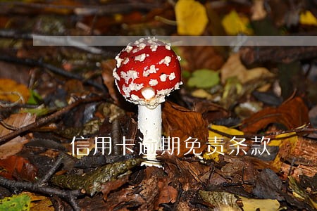信用卡逾期免责条款 信用卡逾期免责条款