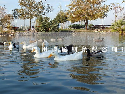信用卡逾期免费咨询律师 信用卡逾期免费咨询律师
