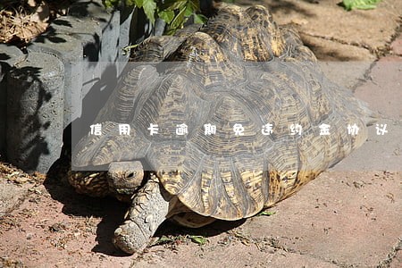 信用卡逾期免违约金协议可代签吗 信用卡逾期免违约金协议可代签吗