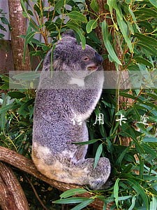 信用卡逾期入党有影响吗 信用卡逾期入党有影响吗