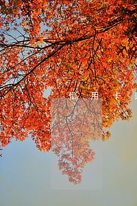 信用卡逾期全款还完还能用么