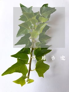 信用卡逾期全部还清销户