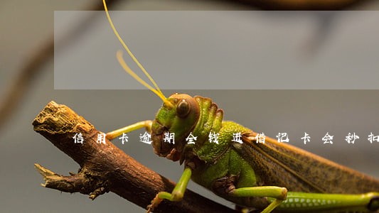信用卡逾期全钱进借记卡会秒扣吗 信用卡逾期全钱进借记卡会秒扣吗