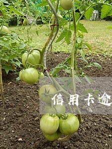 信用卡逾期全额还款时间