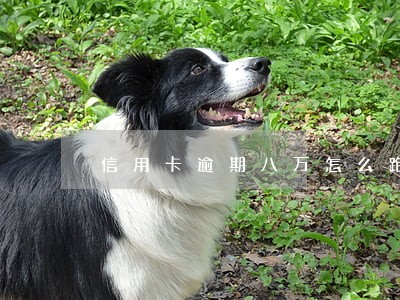 信用卡逾期八万怎么跑路 信用卡逾期八万怎么跑路