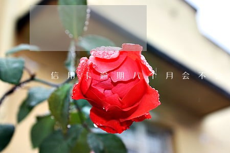 信用卡逾期八个月会不会坐牢
