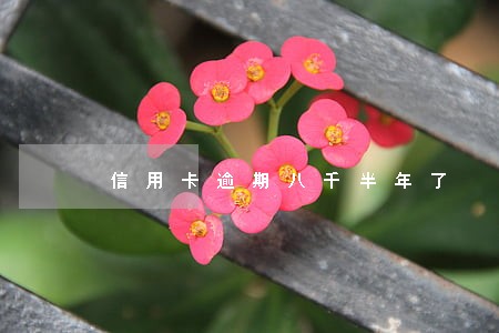 信用卡逾期八千半年了