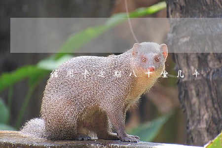 信用卡逾期八千坐几年 信用卡逾期八千坐几年
