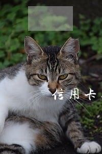 信用卡逾期公安会直接抓人吗 信用卡逾期公安会直接抓人吗