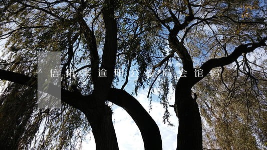 信用卡逾期公安局会馆吗 信用卡逾期公安局会馆吗