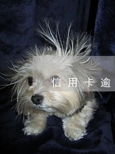 信用卡逾期公安局打电话咋办 信用卡逾期公安局打电话咋办