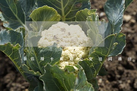 信用卡逾期公安挂网通缉 信用卡逾期公安挂网通缉