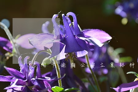 信用卡逾期公安立案标种 信用卡逾期公安立案标种