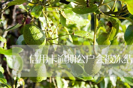 信用卡逾期公户会被冻结吗 信用卡逾期公户会被冻结吗
