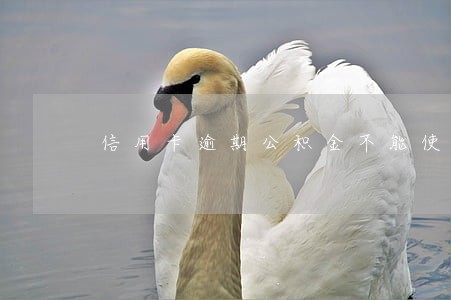 信用卡逾期公积金不能使用了吗 信用卡逾期公积金不能使用了吗