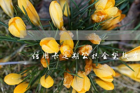 信用卡逾期公积金贷款有影响吗 信用卡逾期公积金贷款有影响吗