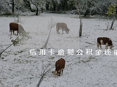 信用卡逾期公积金还能开户吗 信用卡逾期公积金还能开户吗