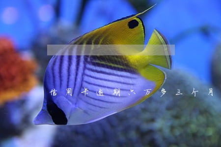 信用卡逾期六万多三个月了 信用卡逾期六万多三个月了