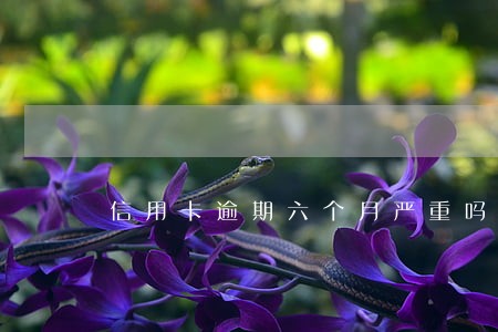 信用卡逾期六个月严重吗