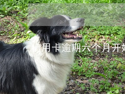 信用卡逾期六个月开始还款 信用卡逾期六个月开始还款
