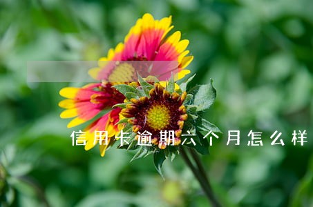 信用卡逾期六个月怎么样 信用卡逾期六个月怎么样
