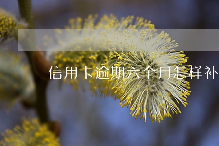 信用卡逾期六个月怎样补救 信用卡逾期六个月怎样补救