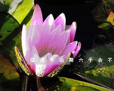 信用卡逾期六千会不会上门家访