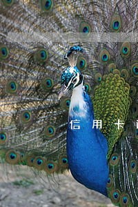 信用卡逾期六千半年没还怎么办