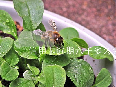 信用卡逾期六千多久会被起诉 信用卡逾期六千多久会被起诉