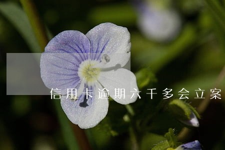 信用卡逾期六千多会立案吗 信用卡逾期六千多会立案吗