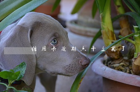 信用卡逾期六千立案了 信用卡逾期六千立案了