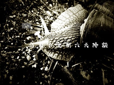 信用卡逾期六天降额