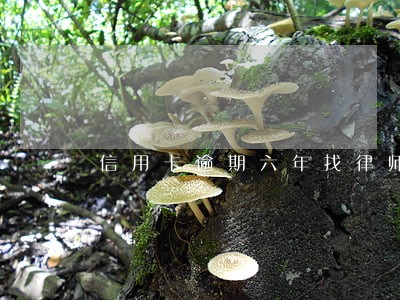 信用卡逾期六年找律师需要多少钱