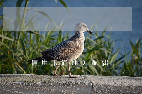 信用卡逾期关配偶 信用卡逾期关配偶
