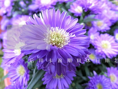 信用卡逾期具体日期怎么查