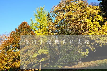 信用卡逾期具体查询 信用卡逾期具体查询