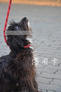 信用卡逾期内心要多强大 信用卡逾期内心要多强大