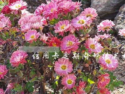 信用卡逾期内部结案是什么意思