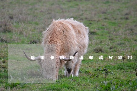 信用卡逾期再申请分期付款