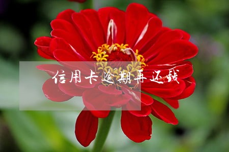 信用卡逾期再还钱 信用卡逾期再还钱