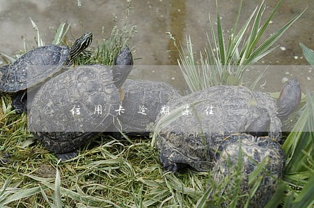 信用卡逾期冻住 信用卡逾期冻住