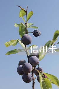 信用卡逾期冻卡还完可以解冻不