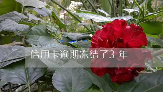 信用卡逾期冻结了3年 信用卡逾期冻结了3年