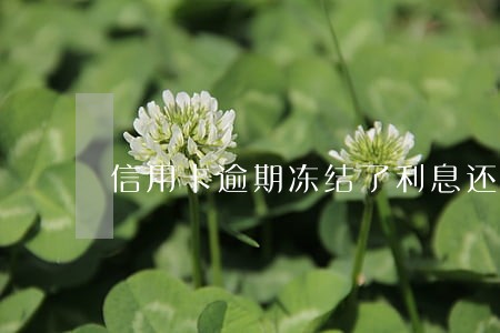 信用卡逾期冻结了利息还滚吗