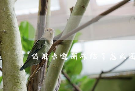 信用卡逾期冻结了怎么还有额度 信用卡逾期冻结了怎么还有额度