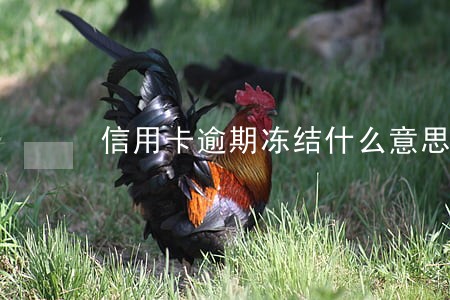 信用卡逾期冻结什么意思