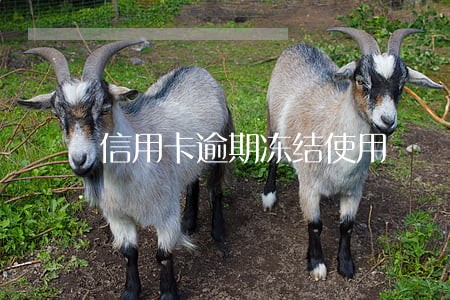 信用卡逾期冻结使用 信用卡逾期冻结使用