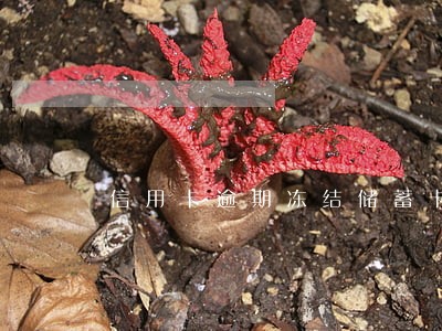 信用卡逾期冻结储蓄卡吗 信用卡逾期冻结储蓄卡吗