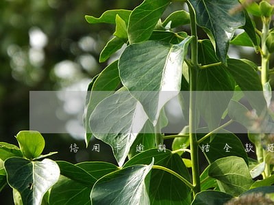 信用卡逾期冻结全款还清了 信用卡逾期冻结全款还清了