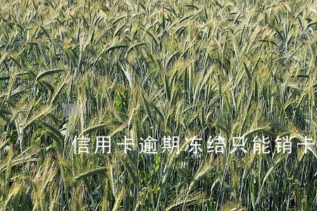 信用卡逾期冻结只能销卡 信用卡逾期冻结只能销卡